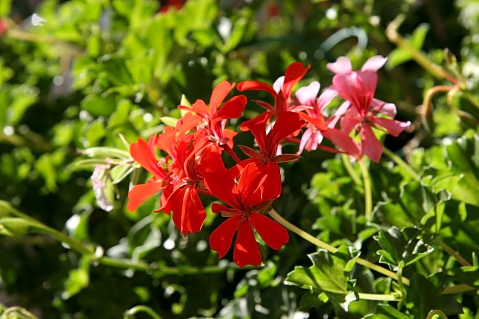 Les Geraniums