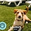 Laurus Hotel