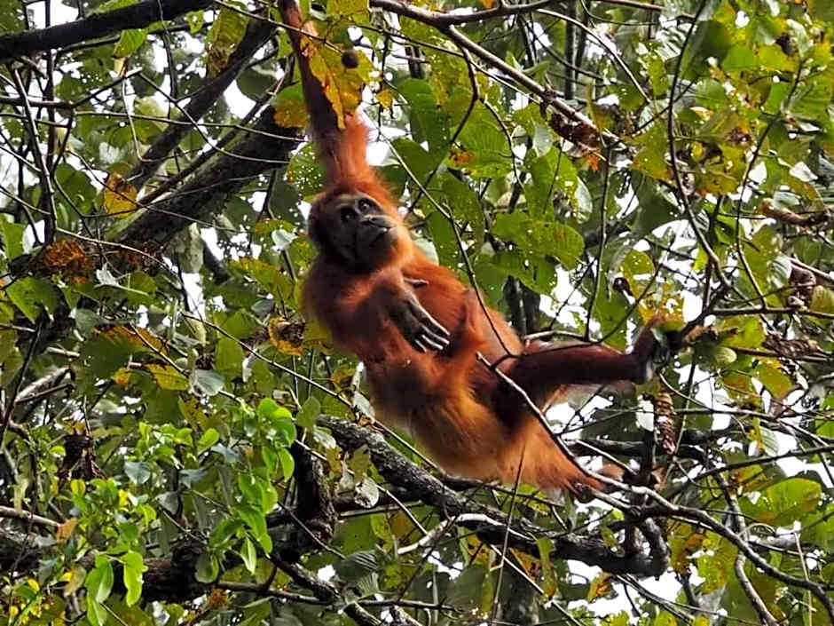 Lawang Inn Restaurant & Jungle Trek