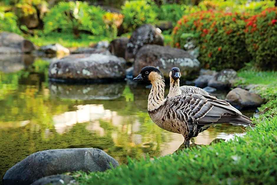 Marriott's Kaua'I Beach Club