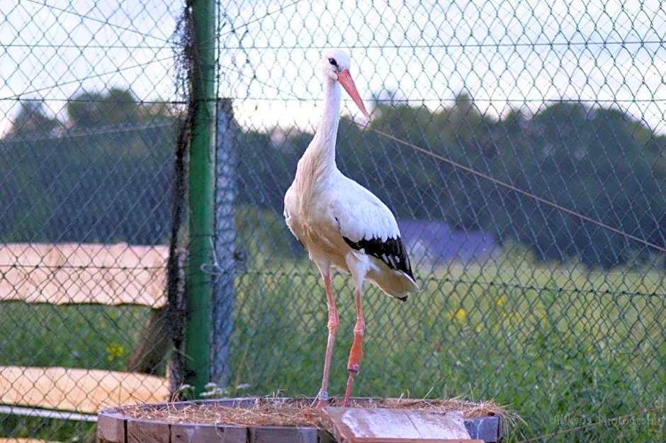 Agroturystyka Klekusiowo