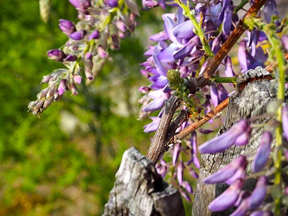 Mountain Village Hasenegg