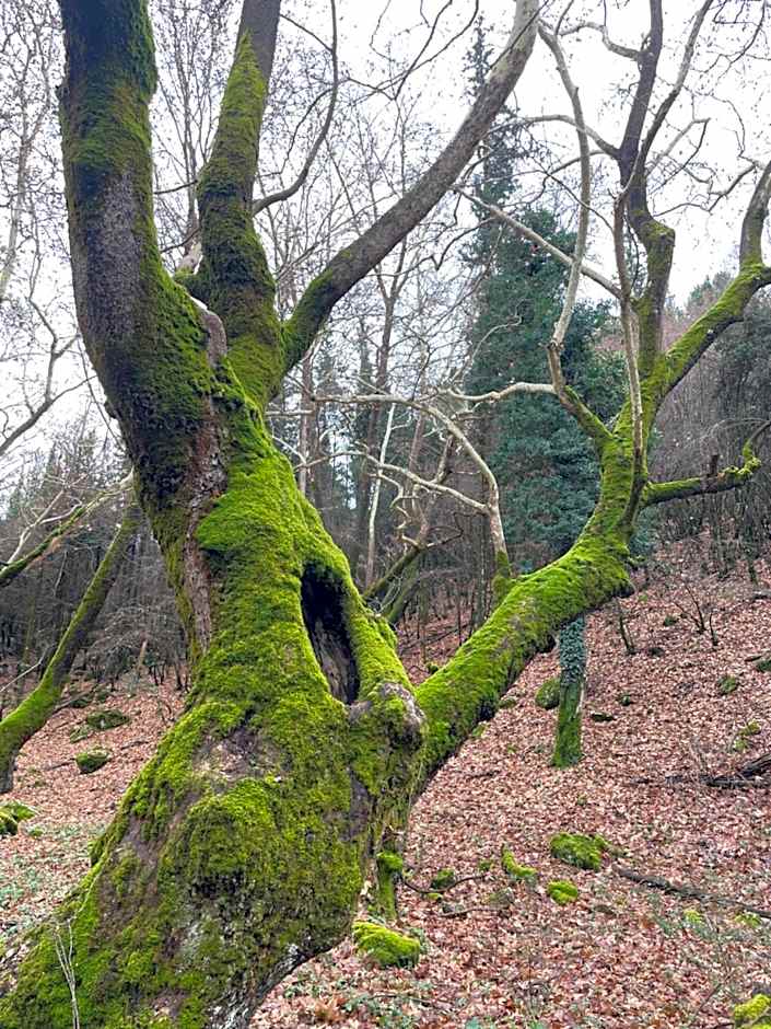 Mountain Hotels "Aroanides"