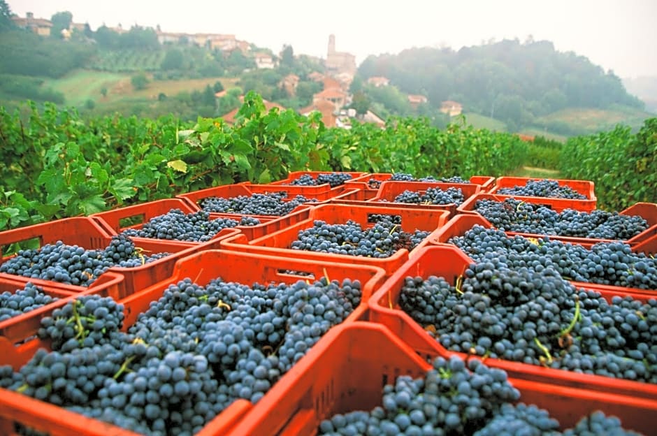 Marchesi Alfieri - Cantine e Ospitalità