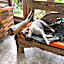 Pinokkio Bed and Breakfast
