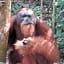 ORANGUTANTREKSUMATRA & LOVELY JUNGLE LODGE only book IF you are treking with us