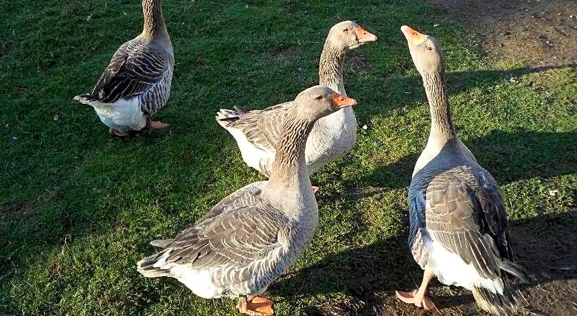 Les Colombes de la Baie du Mont Saint-Michel
