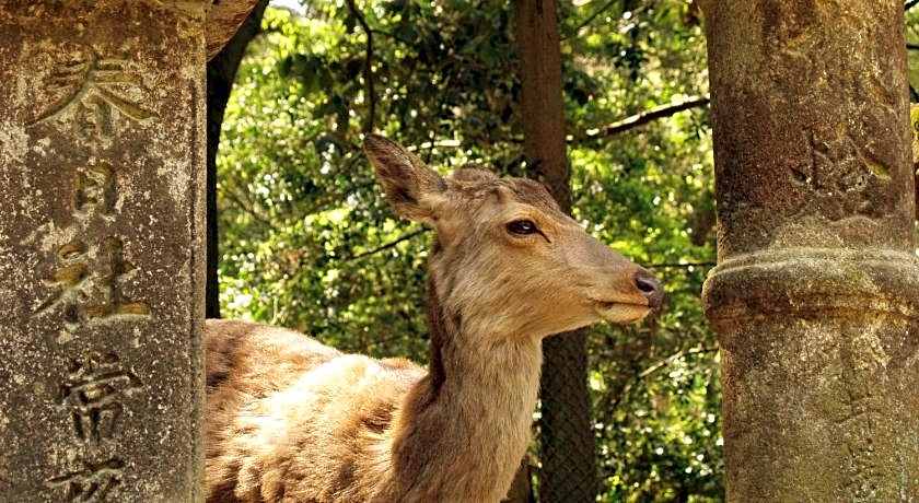 Guesthouse Nara Komachi