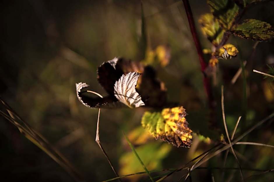 Dalshöfdi Guesthouse