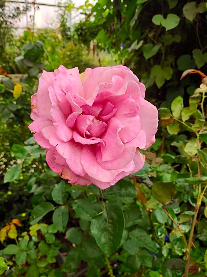 Ocean Lodge Langkawi