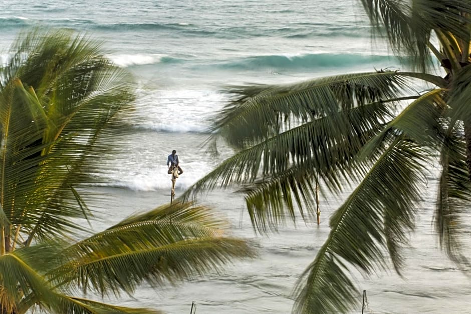 Owl And The Pussycat