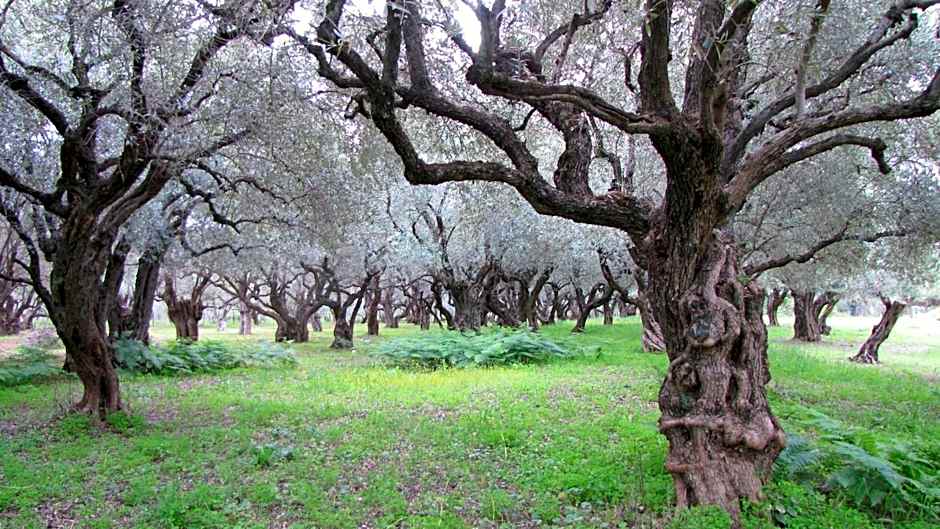 Palirria Hotel & Studios