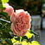 Hotel Club I Pini - Boutique Hotel & Residenza d'Epoca