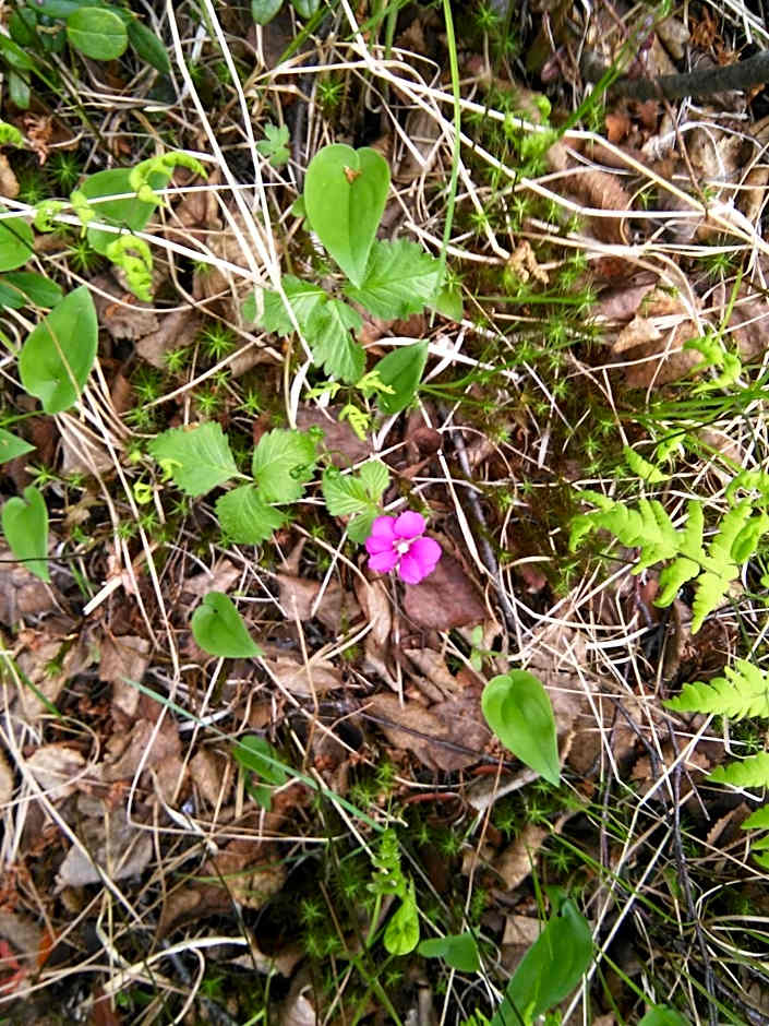 Gafsele Lappland Hostel