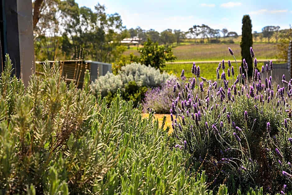 Bed in a Shed Vineyard Stay
