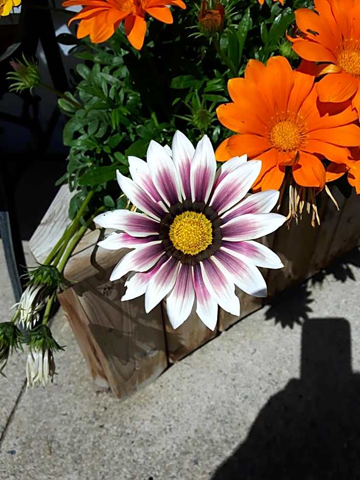 Fair Isle Motel & The Nest