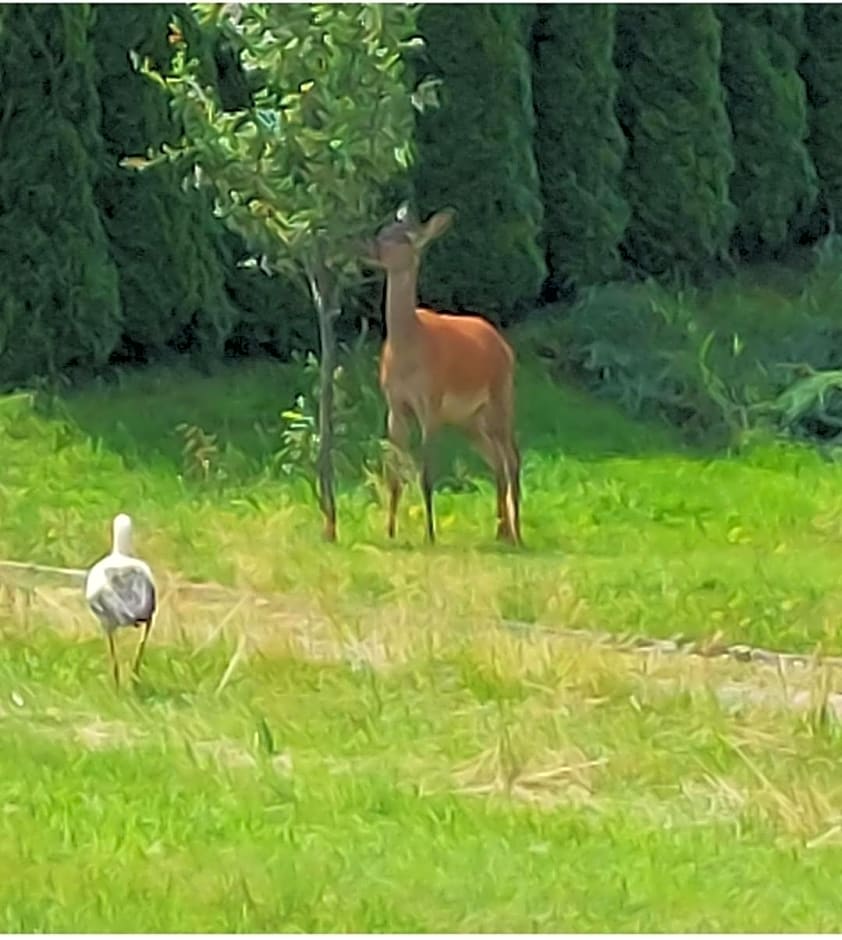 Domek pod Holicą 2 Bieszczady