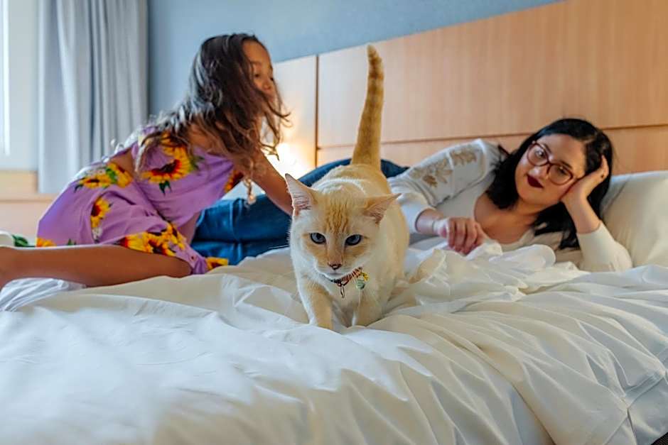 Ibis Blumenau