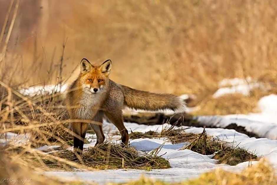 Gościniec Biebrzański