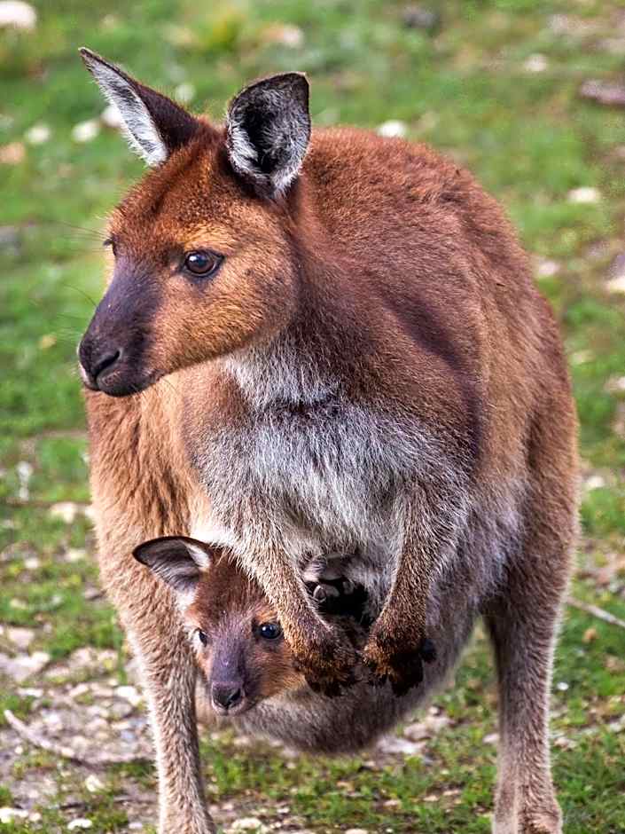 Mercure Kangaroo Island Lodge