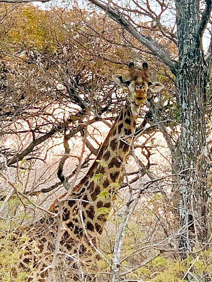 Makhato Bush Lodge 111