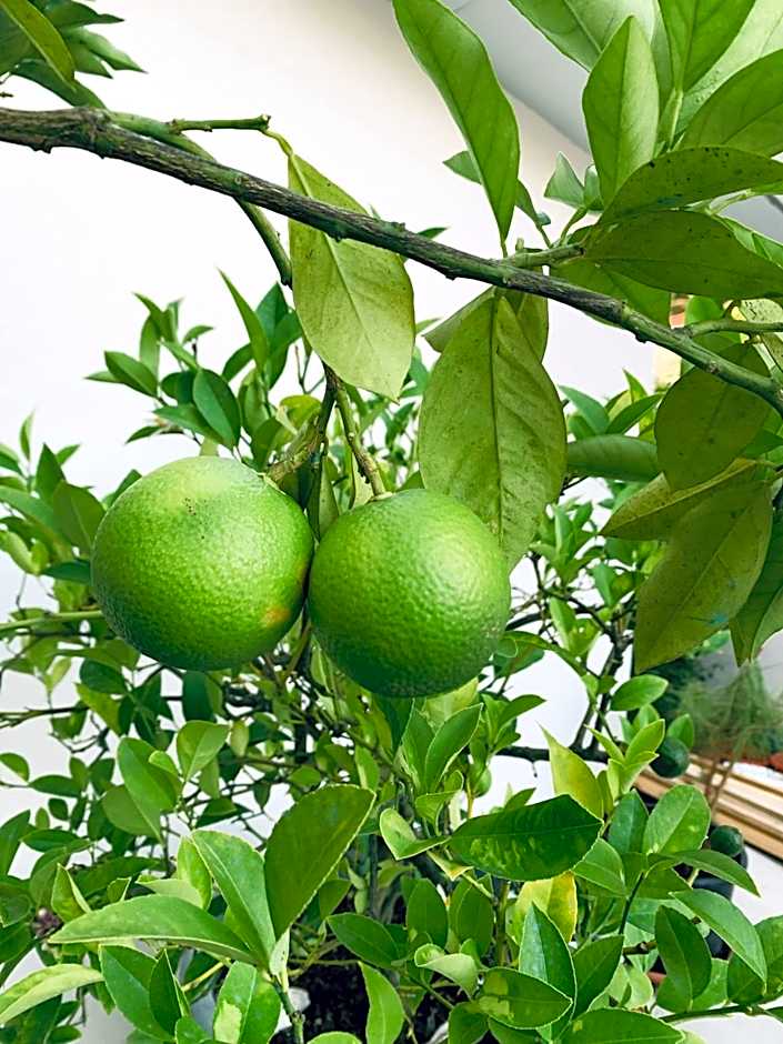 VILLA MADY Adultes Only