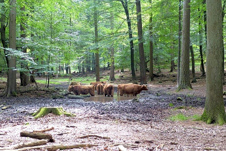 B&B Onder de rode beuk