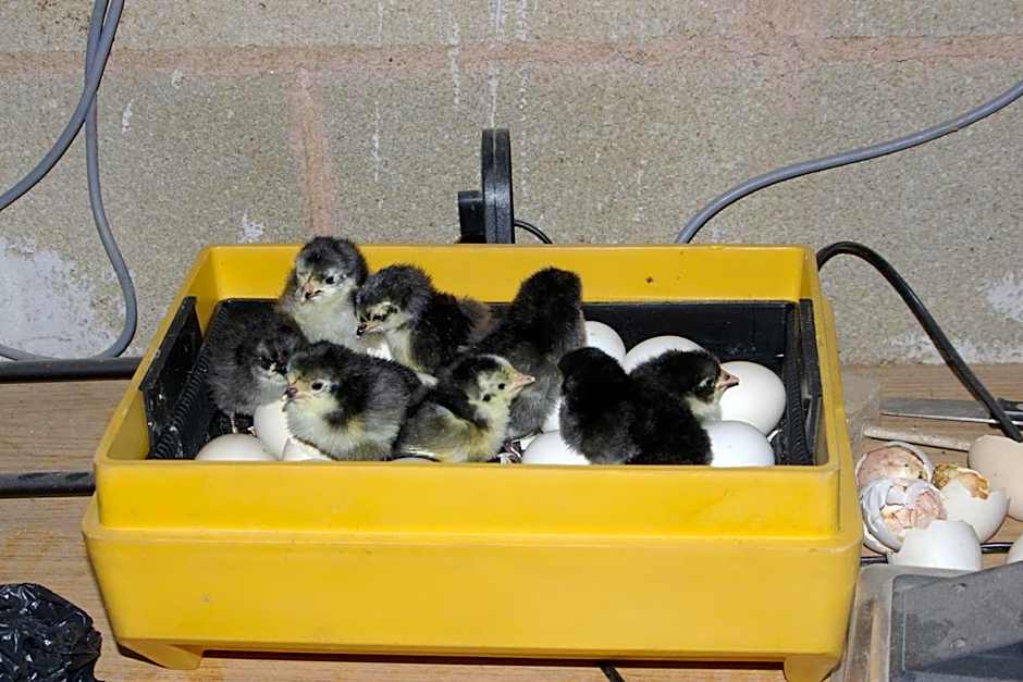 Bungalows Granja Escuela Arlanzón