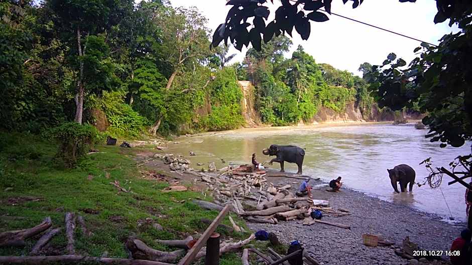 Green Forest Tangkahan