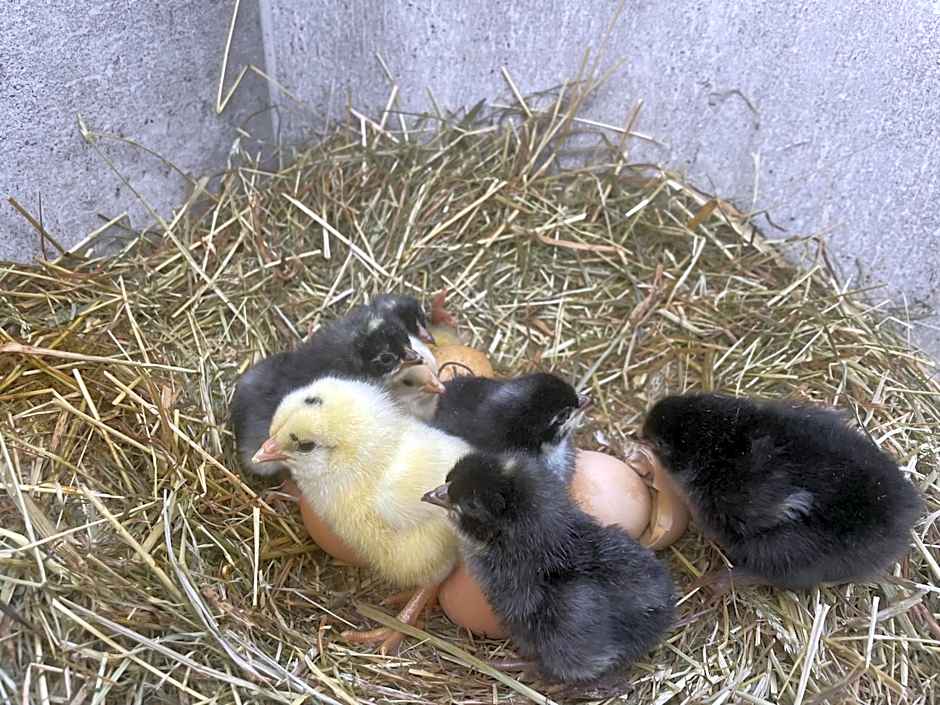 Nagelfluhhaus Hirsch