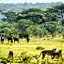 Elephants Crossing