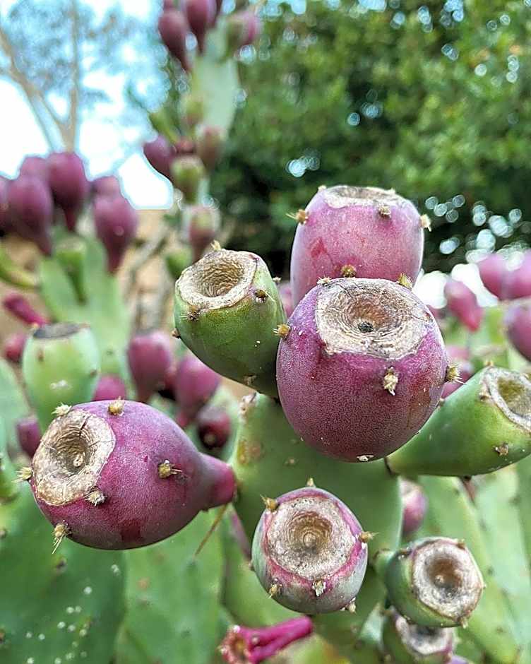 Masseria Borgo del Gallo