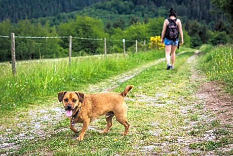 One-Bedroom Apartment (dog allowed)