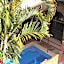 Posada Temazcal Santo Domingo