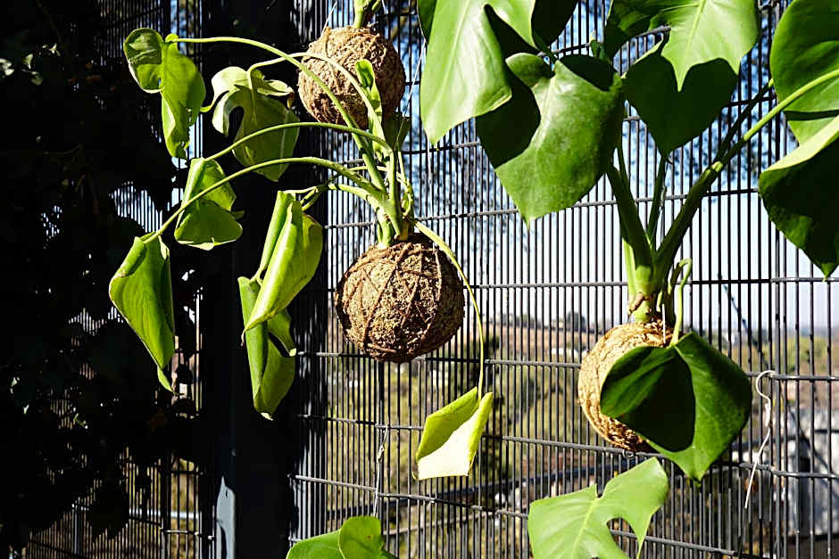 Pablo House Melville