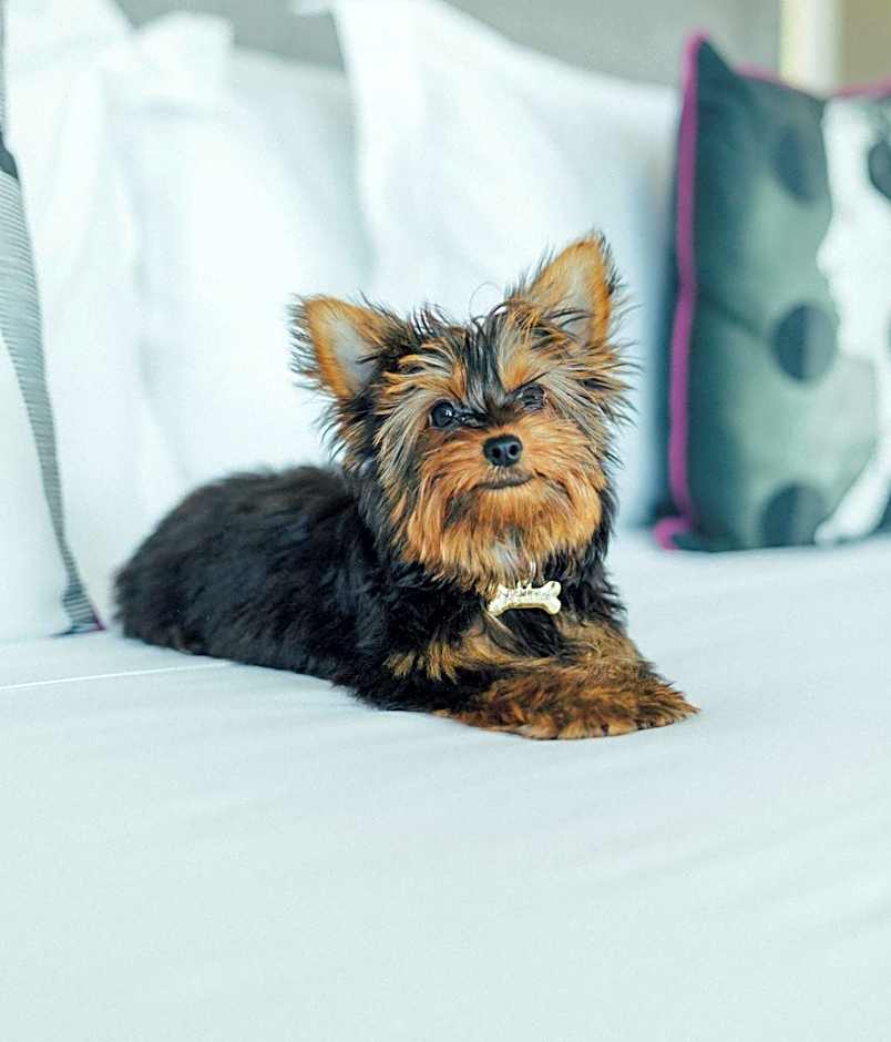 Yoo2 Rio de Janeiro, Tapestry Collection by Hilton