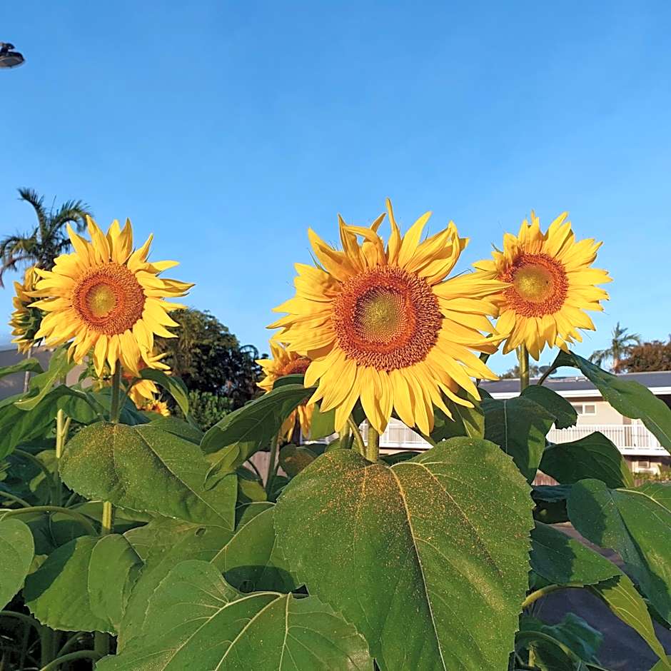 Palm Royale Cairns Resort