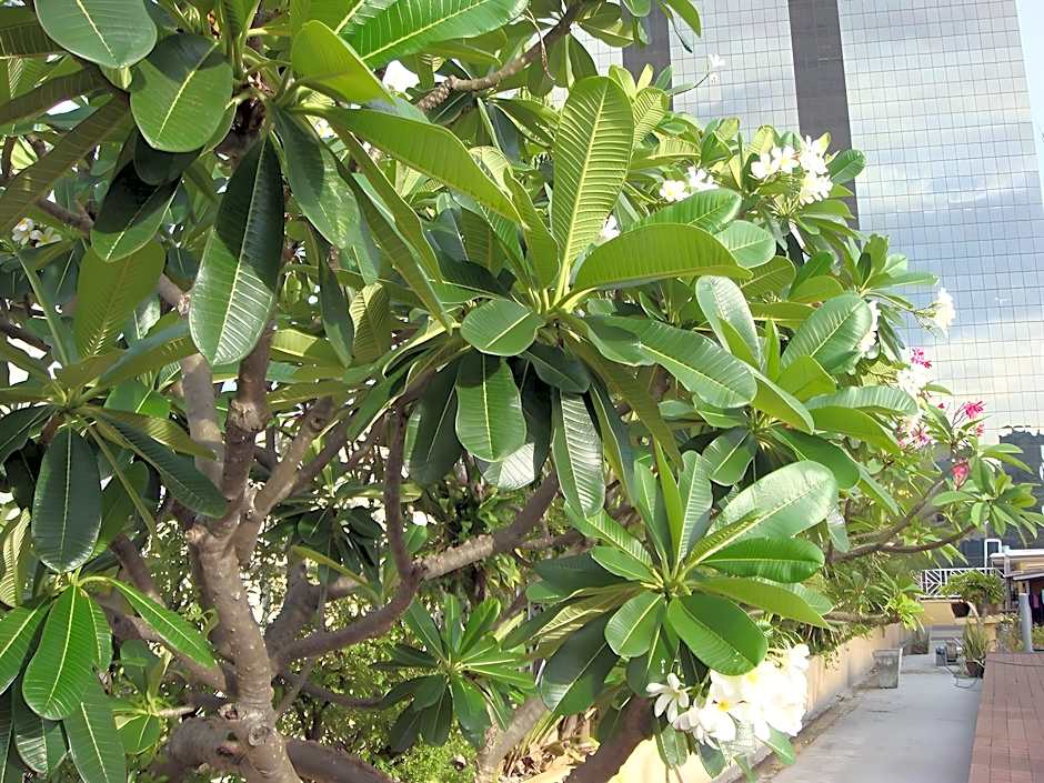 King Royal Garden Inn Hotel