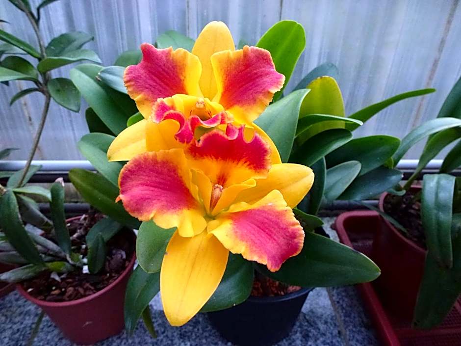 Zimmervermietung Babsy