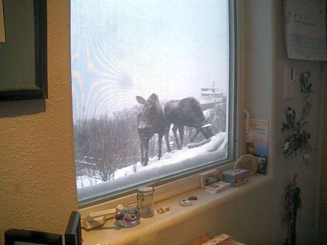 Alaska Adventure Cabins