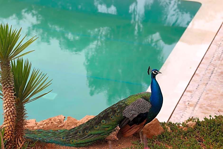 Paradis Nomade