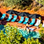 Las Posadas of Sedona
