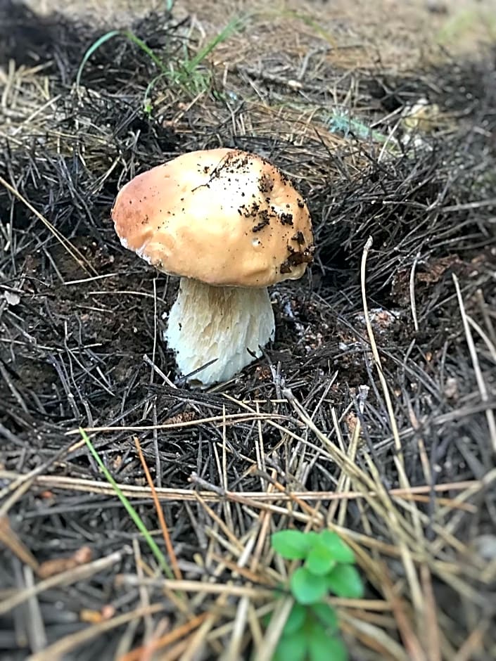 Perla della Sila B&B