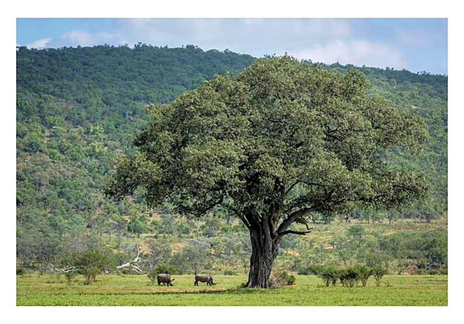 Ndlovu Safari Lodge