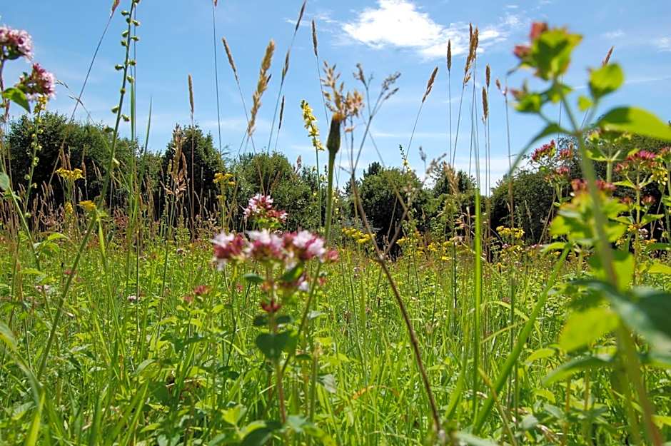 South Downs Eco Lodge & Camping