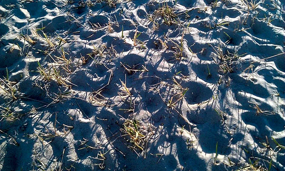 Hotel Schwarzer Adler Jever