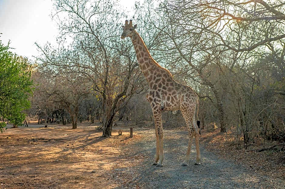 Foxy Crocodile Bush Lodge & Kruger Safaris