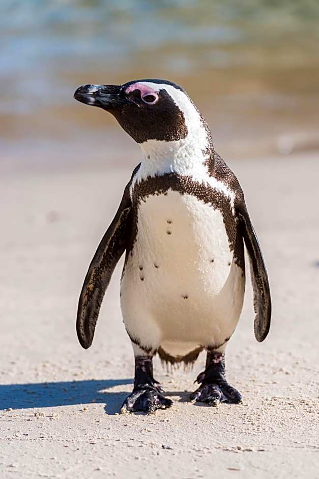 Simon's Town Quayside Hotel