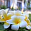 De Dukuh Guest House