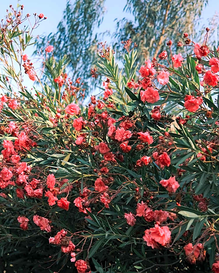 Rio Sagrado, A Belmond Hotel, Sacred Valley